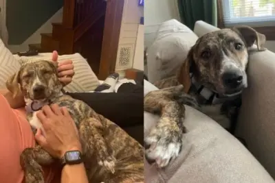 Meet Capitana! An affectionate dog who wants cuddles and head scratches