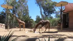 Opinion: How a gift of giraffes in 1938 helped make the San Diego Zoo