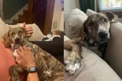 Meet Capitana! An affectionate dog who wants cuddles and head scratches